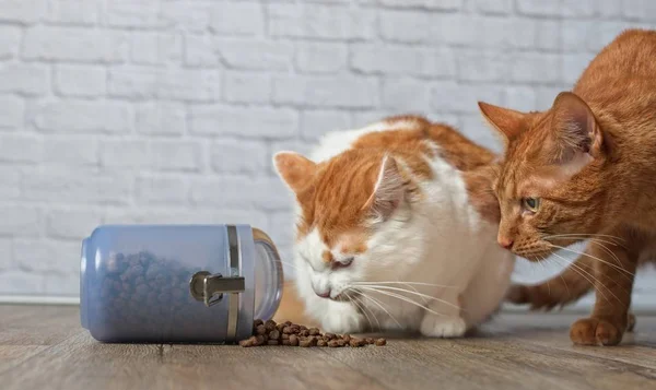 Dos Gatos Tabby Robando Comida Contenedor Comida Caído — Foto de Stock