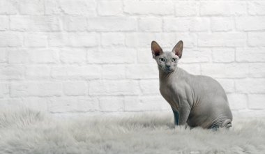 Mavi sphynx kedi kürk battaniye var oturup kameraya bakmak.