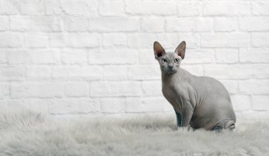 Blue sphynx cat sit on a fur blanket and look to the camera. clipart