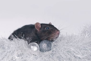 Bir tinsel Noel baubles ile sevimli kemirgen otur. Gri arka plan üzerinde izole.