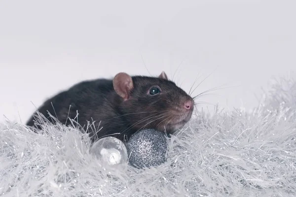 Cute rodent sit on a tinsel with christmas baubles. Isolated on gray background.