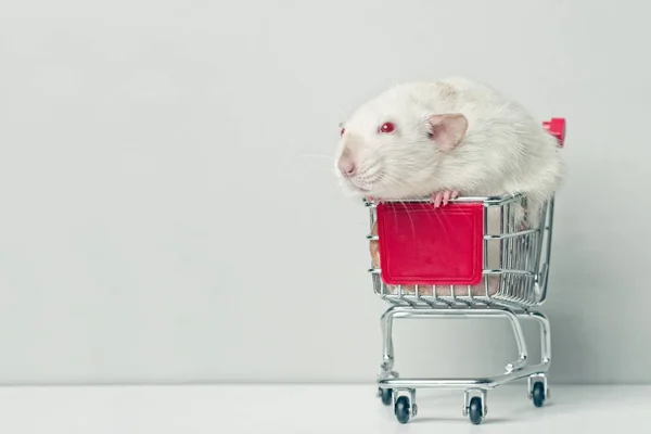 Cute rodent sitting in a red shopping cart and looking sideways.