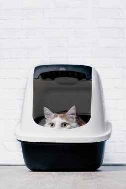 Tekir kedi çöp kutusuna oturmak ve merak dışında görünüyor.