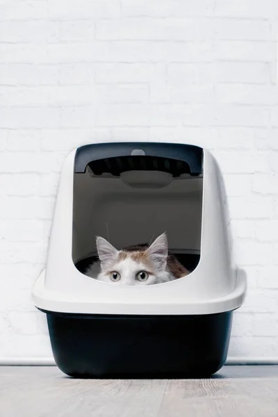 Tekir kedi çöp kutusuna oturmak ve merak dışında görünüyor.