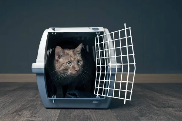Cute ginger cat in a travel crate looking  anxiously to the side.