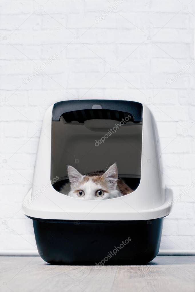 Tabby cat sit in a litter box and looks curious outside.
