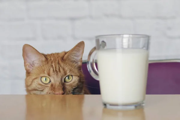 Söt Ingefära Katt Ser Nyfikna Till Kopp Mjölk — Stockfoto