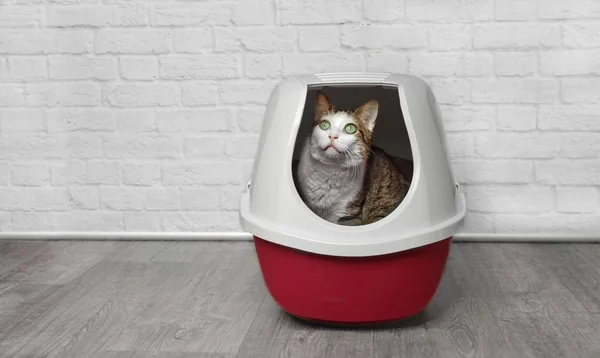 Kucing Tabby Lucu Duduk Kotak Kotoran Merah Dan Melihat Samping — Stok Foto