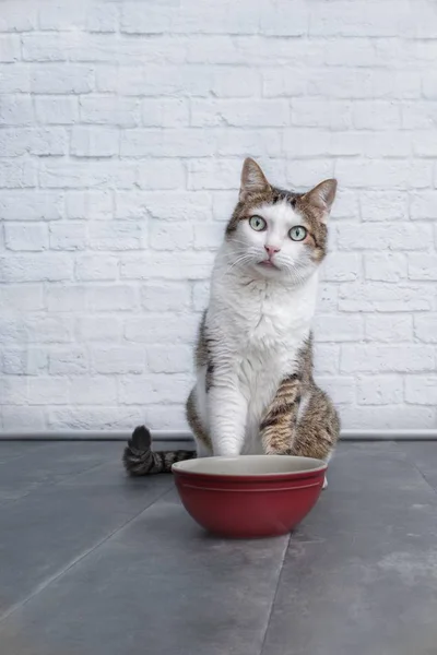 Divertido Gato Tabby Sentarse Detrás Intestino Rojo Mirar Curioso Cámara — Foto de Stock