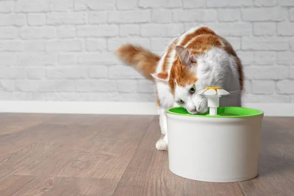 Gato Pelo Largo Sediento Bebiendo Agua Una Fuente Para Mascotas — Foto de Stock