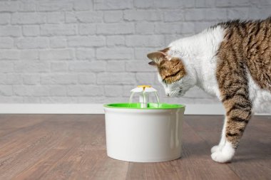 Susuz tekir kedi curiouis evde beslenen hayvan bir çeşme için seyir. Kopya alanı ile yan görünüm.