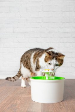 Evde beslenen hayvan Çeşme susuz tekir kedi içme suyu. Kopya alanı ile dikey resim