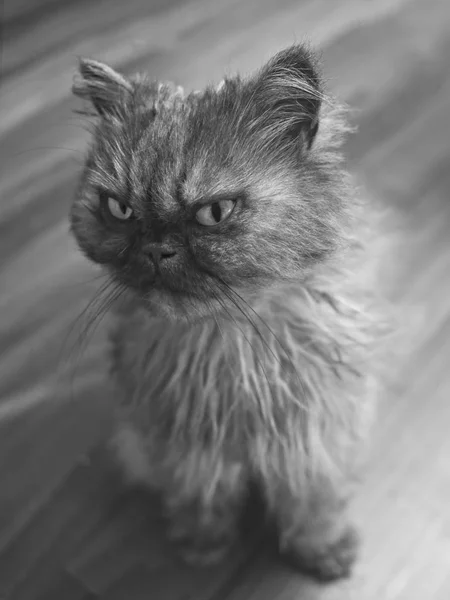 一只年轻的波斯猫的肖像看了看 黑色和白色的图片 — 图库照片