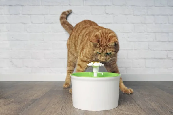 Gato Jengibre Sediento Mirando Curioso Una Fuente Bebida Mascota — Foto de Stock