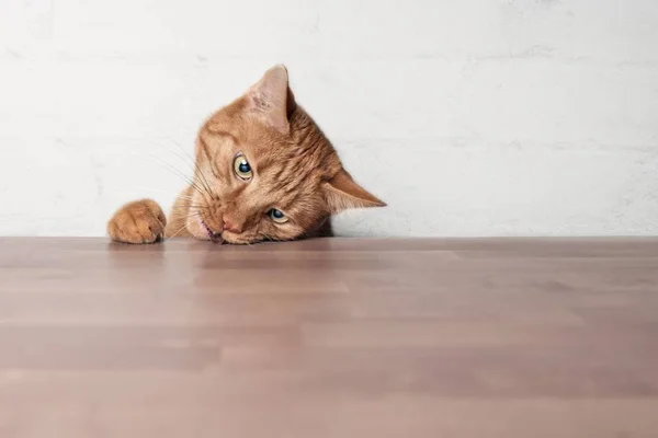 Travieso Jengibre Gato Robando Comida Una Mesa —  Fotos de Stock