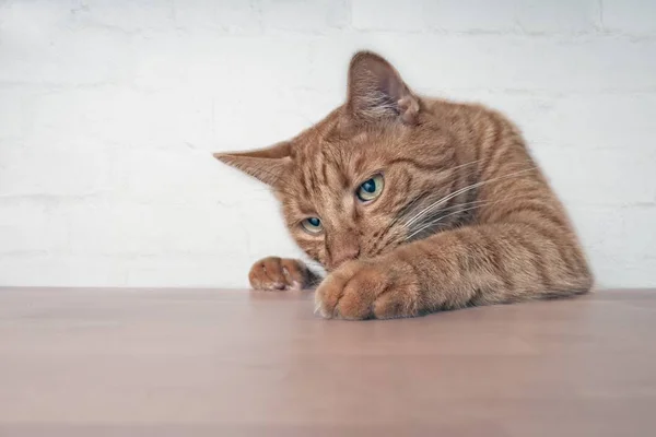 Naughty ginger cat showing paws on wooden table.