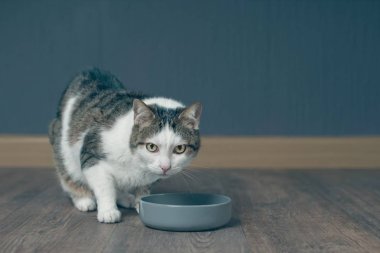  Tekir kedi gıda kase oturup yemek için beklemek.