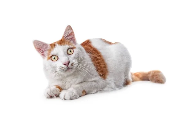可爱的胖乎乎的猫 看起来好奇的相机 隔离在白色背景上 — 图库照片