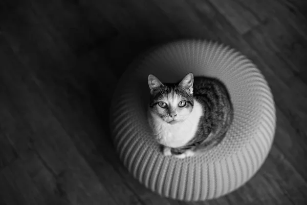 Tabby Chat Regardant Curieusement Caméra Portrait Noir Blanc Avec Espace — Photo