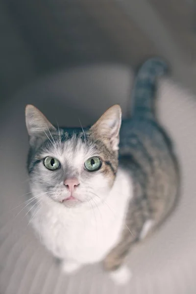 Мила Таббі Кішка Виглядає Цікаво Камери Вертикальне Зображення — стокове фото