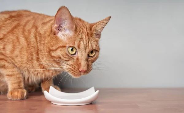 Ginger Gato Espera Comida Fechar Headshot Com Espaço Cópia — Fotografia de Stock