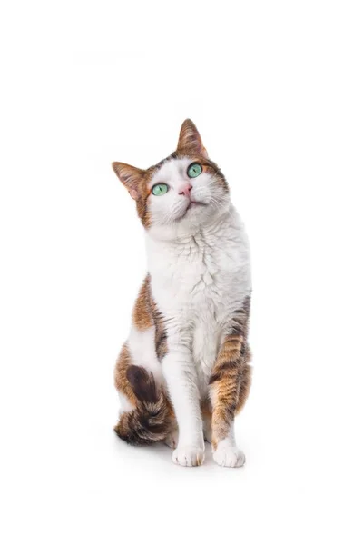 Gato Bonito Olhar Para Cima Imagem Vertical Isolada Sobre Branco — Fotografia de Stock