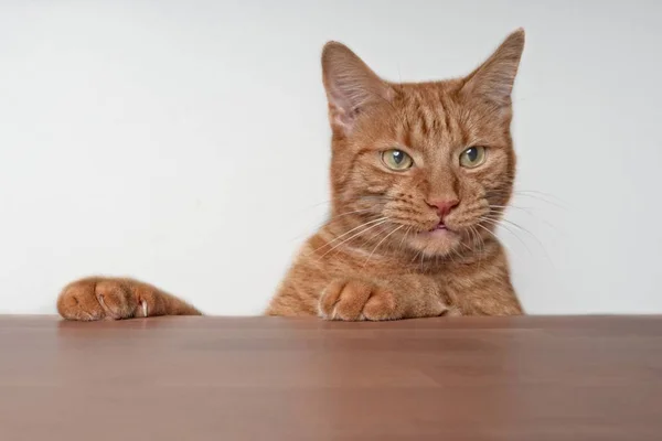 好奇的生姜猫在餐桌上寻找食物 — 图库照片