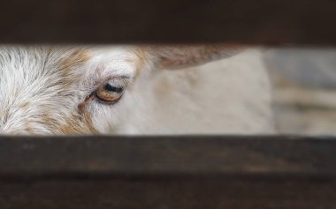 Oğlak tellerin arkasından bakıyor. Kopya alanı ile yakın çekim.
