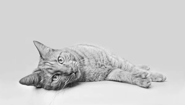 แมวท กนอนลงและมองกล ภาพขาวด าเนา — ภาพถ่ายสต็อก