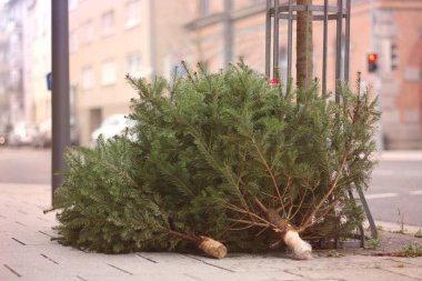 Kaldırımda tatil sonra atılan Noel ağaçları.