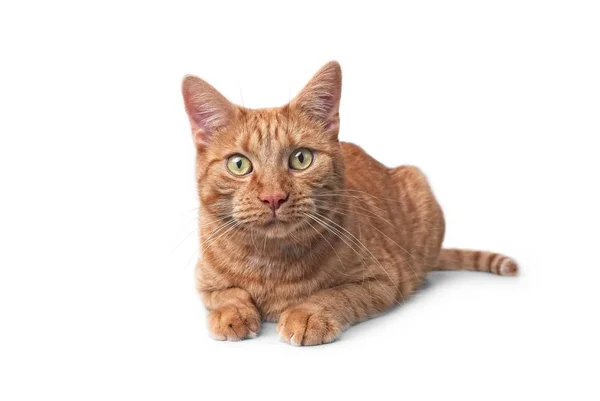 Gatto Zenzero Sdraiato Curioso Alla Macchina Fotografica Isolato Sfondo Bianco — Foto Stock