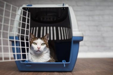 Tekir kedi loking açık seyahat kutudan.