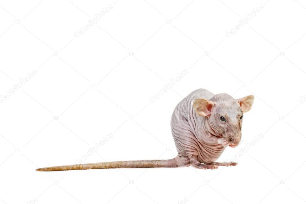Hairless rat cleaning itself. Isolated on white background.
