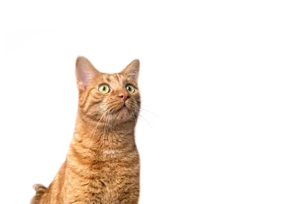 Gato Jengibre Curioso Mirando Hacia Arriba Aislado Sobre Fondo Blanco —  Fotos de Stock