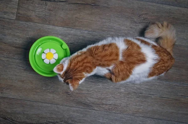  Susuz tekir kedi bir çeşme merak seyir. Yukarıdan görüntülemek.