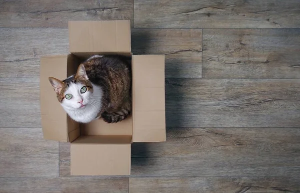 Tekir kedi kadar kamera merak seyir bir karton kutu içinde. Kopya alanı ile yüksek açılı görünüş.