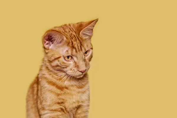 Lindo Gato Jengibre Mirando Curioso Lado Delante Fondo Amarillo —  Fotos de Stock