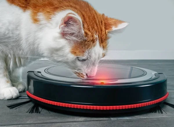Bir tekir kedi bir robot elektrik süpürgesi merak seyir Close-up.