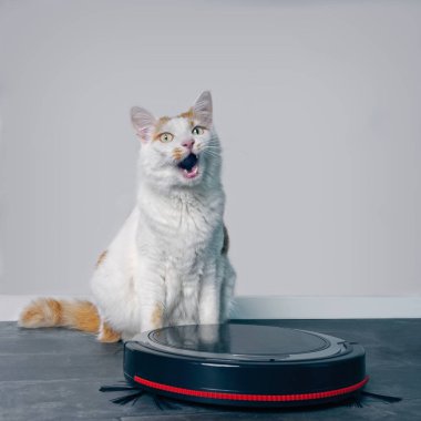 Robot elektrikli süpürge arkasında oturan sevimli tekir kedi ve komik yukarı seyir.