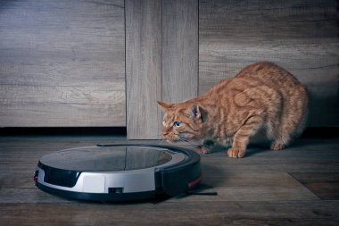 Robot elektrikli süpürge gizlenen komik zencefil kedi.