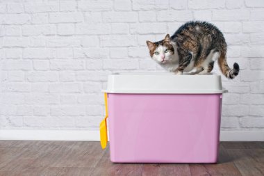  Pembe en iyi giriş çöp kutu üzerinde oturan ve kameraya merak seyir tekir kedi.