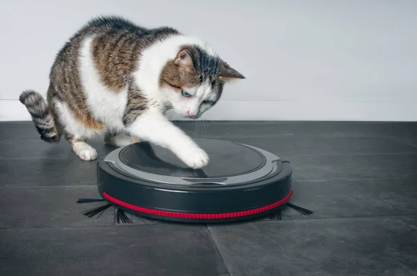 Funny Tabby Cat Playing Robot Vacuum Cleaner — Stock Photo, Image