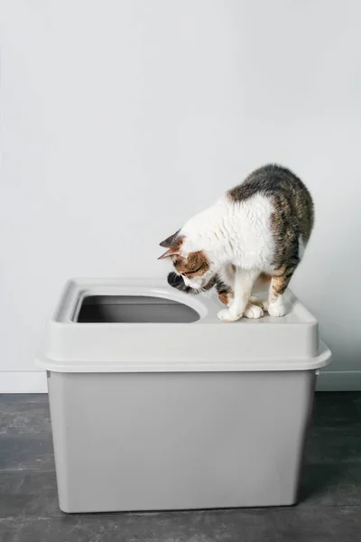 Tabby Katze Sitzt Auf Einer Grauen Wurfbox Und Schaut Neugierig — Stockfoto