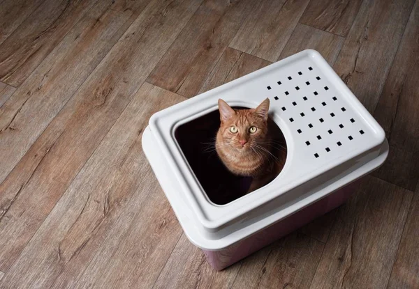 Gato Gengibre Bonito Sentado Uma Caixa Areia Entrada Superior Olhando — Fotografia de Stock