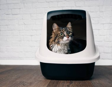 Bir kapalı llitter kutu içinde oturan ve yana doğru merak seyir şirin maine coon kedi.