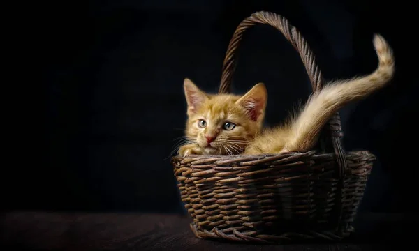 กแมวข กในตะกร กเกอร าสงส านข นหล าเนา — ภาพถ่ายสต็อก