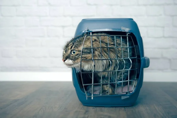 Maine Coon Cat Olhando Curioso Fora Portador Animal Estimação Aberto — Fotografia de Stock