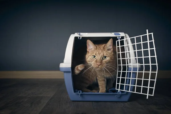 Cute ginger cat looking anxious out of a open travel crate.
