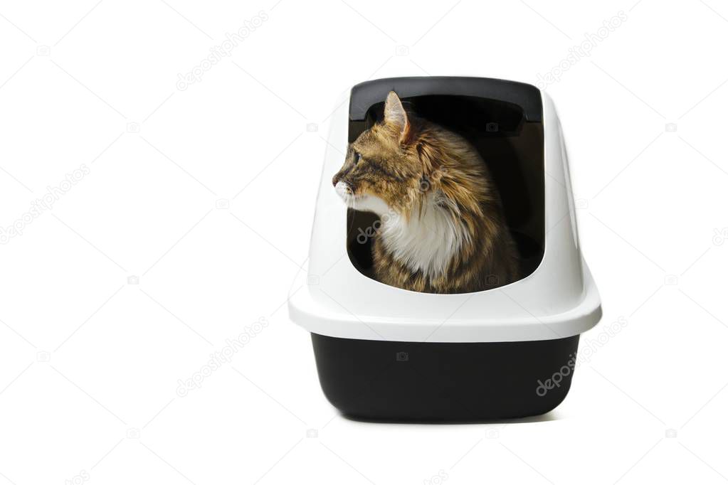 Cute maine coon cat sitting in a litter box and looking curious sideways. Isolated on white with copy space.