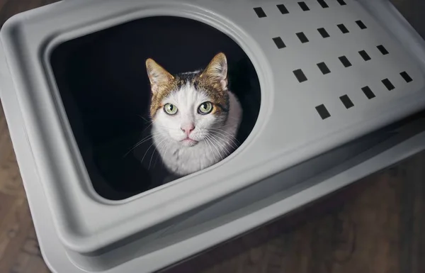 Gato Tabby Sentado Una Caja Arena Entrada Superior Mirando Curioso — Foto de Stock